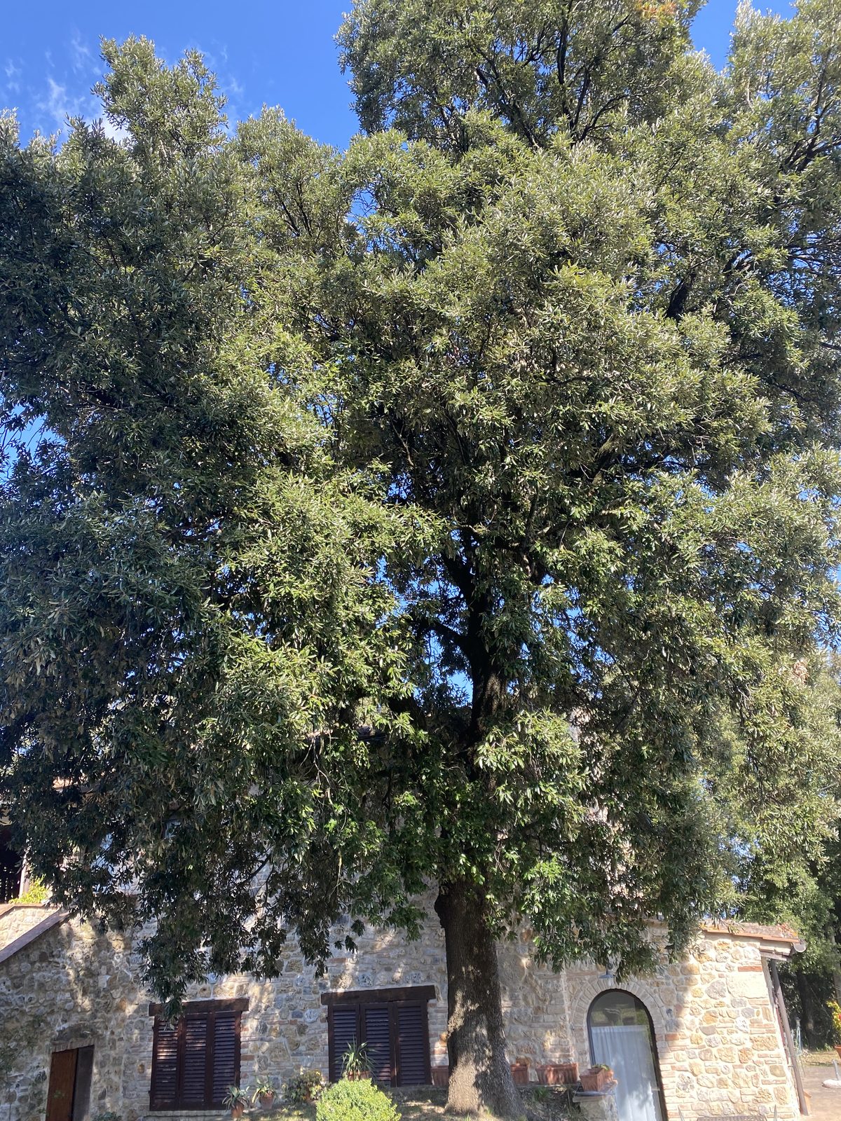 Lo Spigo Camera 2