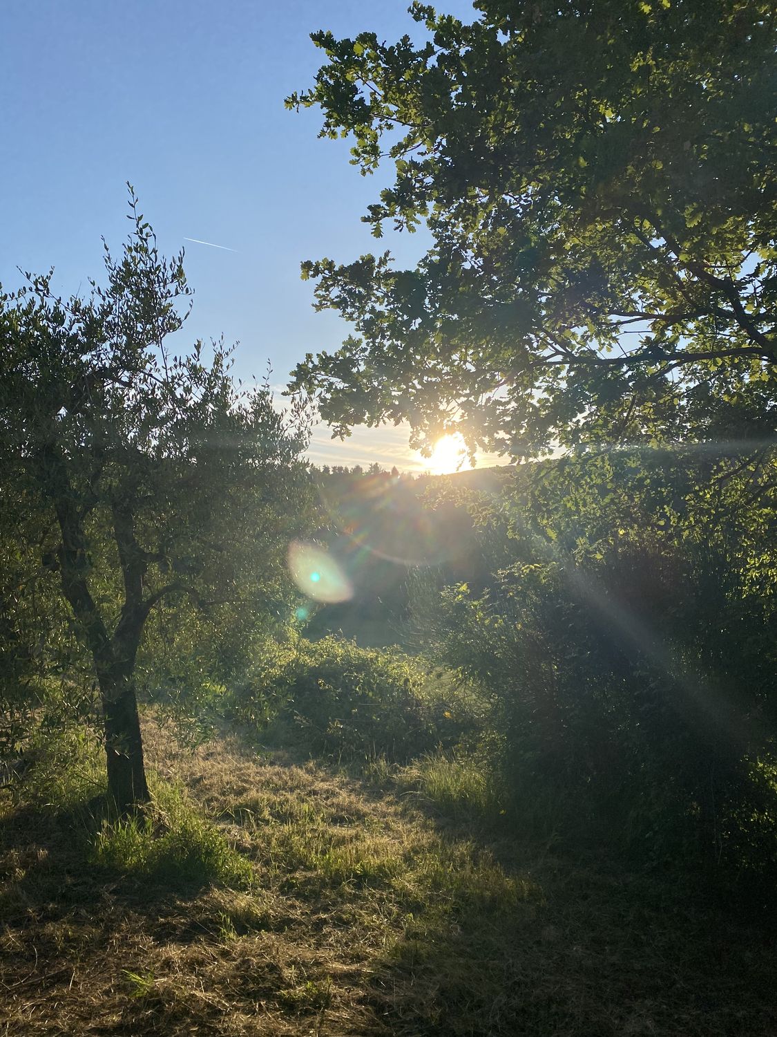La Collina dei Lecci — foto 3