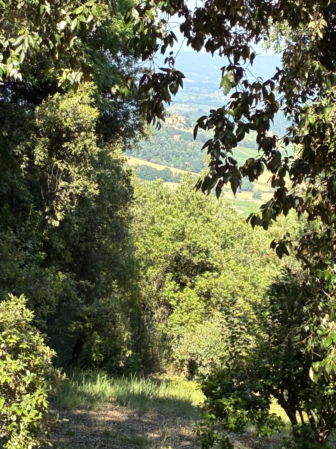 La Collina dei Lecci — foto 5