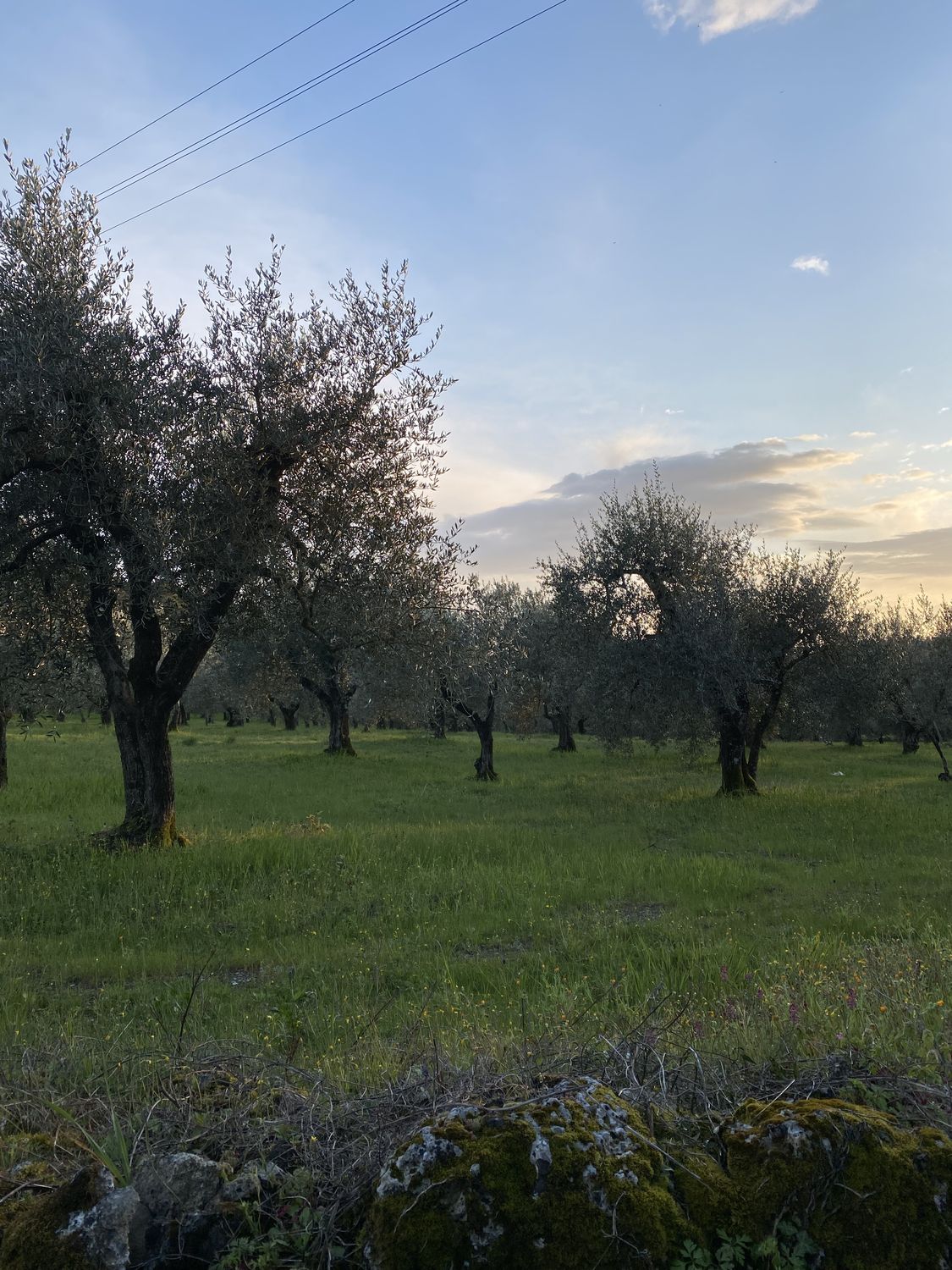 La Collina dei Lecci — foto 11